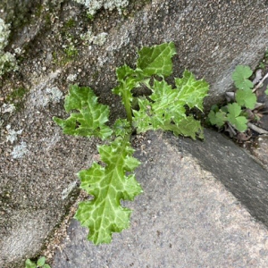 Photographie n°2370113 du taxon Silybum marianum (L.) Gaertn. [1791]