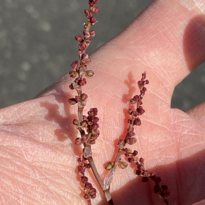 Photographie n°2370138 du taxon Rumex acetosella L. [1753]