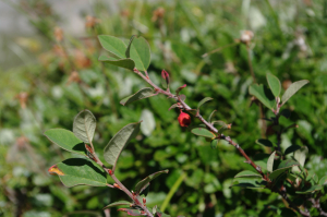 Jean-Luc Gorremans, le 21 août 2013 (Pralognan-la-Vanoise)