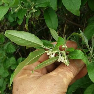  - Elaeagnus umbellata Thunb. [1784]