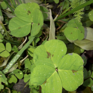 Photographie n°2370403 du taxon Medicago arabica (L.) Huds. [1762]