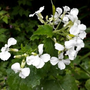 Photographie n°2370482 du taxon Lunaria annua L. [1753]