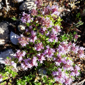 Photographie n°2370517 du taxon Thymus serpyllum L. [1753]