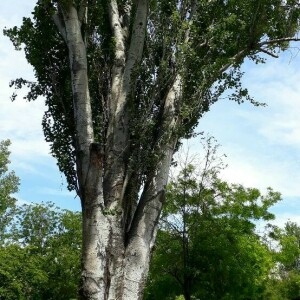 Photographie n°2370523 du taxon Populus nigra L. [1753]