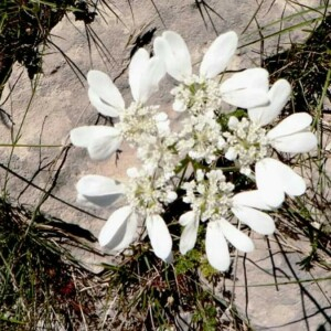 Photographie n°2370533 du taxon Orlaya grandiflora (L.) Hoffm. [1814]