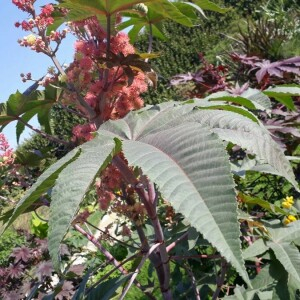 Photographie n°2370543 du taxon Ricinus communis L. [1753]