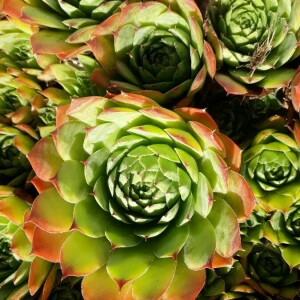 Photographie n°2370556 du taxon Sempervivum tectorum L. [1753]