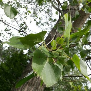 Photographie n°2370587 du taxon Populus nigra L. [1753]