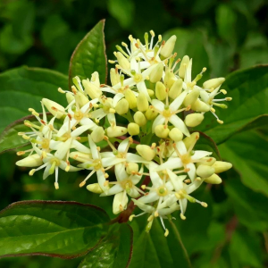 Photographie n°2370589 du taxon Cornus sanguinea L. [1753]