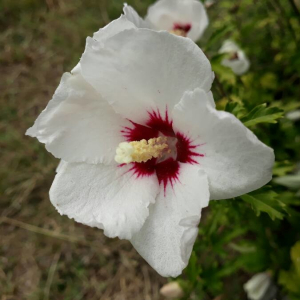 Photographie n°2370597 du taxon Hibiscus rosa-sinensis L. [1753]