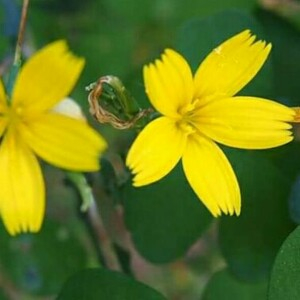 Photographie n°2370601 du taxon Lactuca viminea (L.) J.Presl & C.Presl [1819]