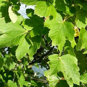 Photographie n°2370608 du taxon Acer pseudoplatanus L. [1753]