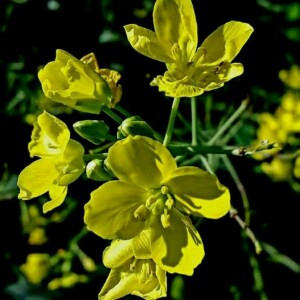 Photographie n°2370613 du taxon Brassica napus L. [1753]