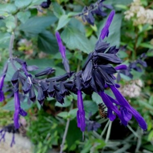 Photographie n°2370622 du taxon Salvia farinacea Benth.