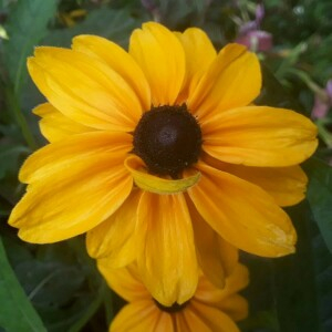  - Rudbeckia hirta L. [1753]