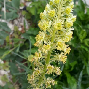 Photographie n°2370639 du taxon Reseda lutea L. [1753]