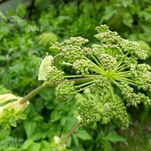 Photographie n°2370640 du taxon Angelica archangelica L. [1753]