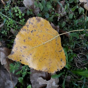 Photographie n°2370661 du taxon Populus nigra L. [1753]