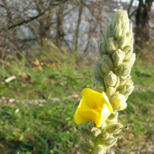 Photographie n°2370670 du taxon Verbascum thapsus L. [1753]