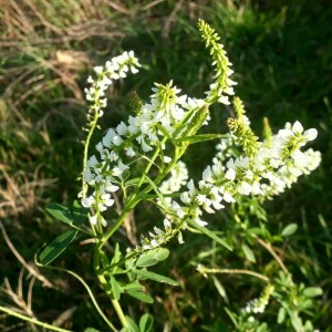 Photographie n°2370673 du taxon Melilotus albus Medik. [1787]