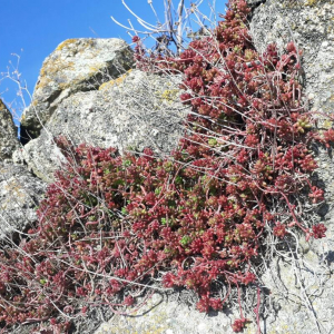 Photographie n°2370684 du taxon Sedum album L. [1753]