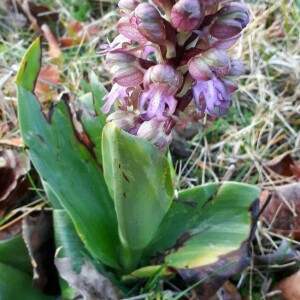 Photographie n°2370685 du taxon Himantoglossum robertianum (Loisel.) P.Delforge [1999]