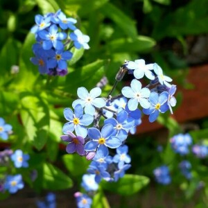 Photographie n°2370695 du taxon Myosotis alpestris F.W.Schmidt [1794]