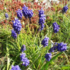 Photographie n°2370702 du taxon Muscari neglectum Guss. ex Ten.