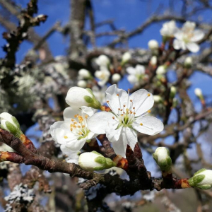 Photographie n°2370703 du taxon Prunus domestica L. [1753]