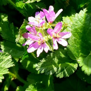 Photographie n°2370704 du taxon Erodium moschatum (L.) L'Hér.