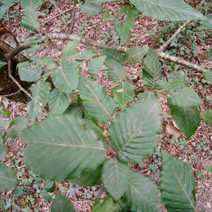 Photographie n°2370742 du taxon Fagus sylvatica L. [1753]