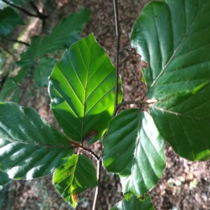 Photographie n°2370752 du taxon Fagus sylvatica L. [1753]