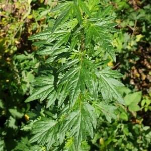 Photographie n°2370786 du taxon Artemisia vulgaris L. [1753]