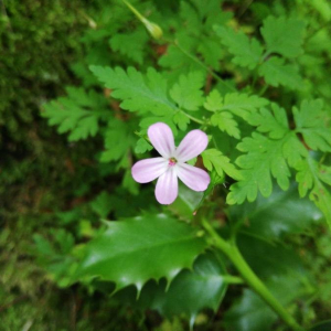 Photographie n°2370845 du taxon Geranium robertianum L.