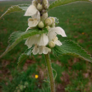 Photographie n°2371036 du taxon Lamium album L.