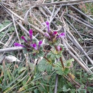 Photographie n°2371131 du taxon Lamium amplexicaule L.