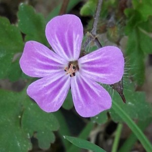 Photographie n°2371146 du taxon Geranium robertianum L. [1753]