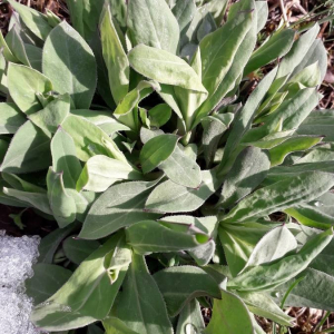 Photographie n°2371561 du taxon Verbascum thapsus L. [1753]