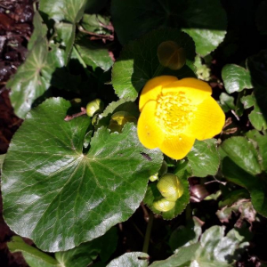 Photographie n°2371568 du taxon Caltha palustris L. [1753]