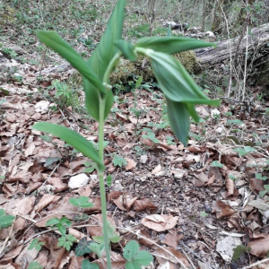 Photographie n°2371581 du taxon Polygonatum multiflorum (L.) All. [1785]