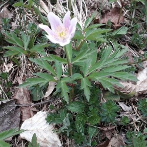 Photographie n°2371582 du taxon Anemone nemorosa L. [1753]