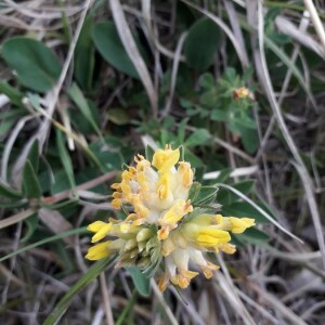 Photographie n°2371584 du taxon Anthyllis vulneraria L. [1753]