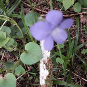 Photographie n°2371594 du taxon Viola riviniana Rchb. [1823]
