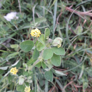 Photographie n°2371601 du taxon Medicago lupulina L. [1753]