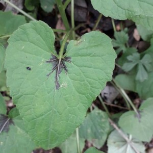 Photographie n°2371620 du taxon Phyteuma spicatum L. [1753]