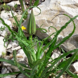 Photographie n°2371623 du taxon Tragopogon pratensis L. [1753]