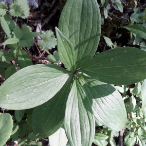 Photographie n°2371643 du taxon Lilium martagon L. [1753]