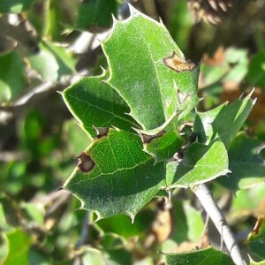 Photographie n°2371673 du taxon Quercus coccifera L. [1753]