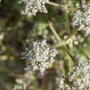 Photographie n°2371677 du taxon Seseli tortuosum L. [1753]