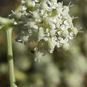 Photographie n°2371679 du taxon Seseli tortuosum L. [1753]